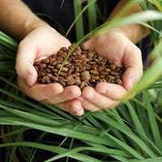 Hands holding Bubba's coffee beans amidst green leaves