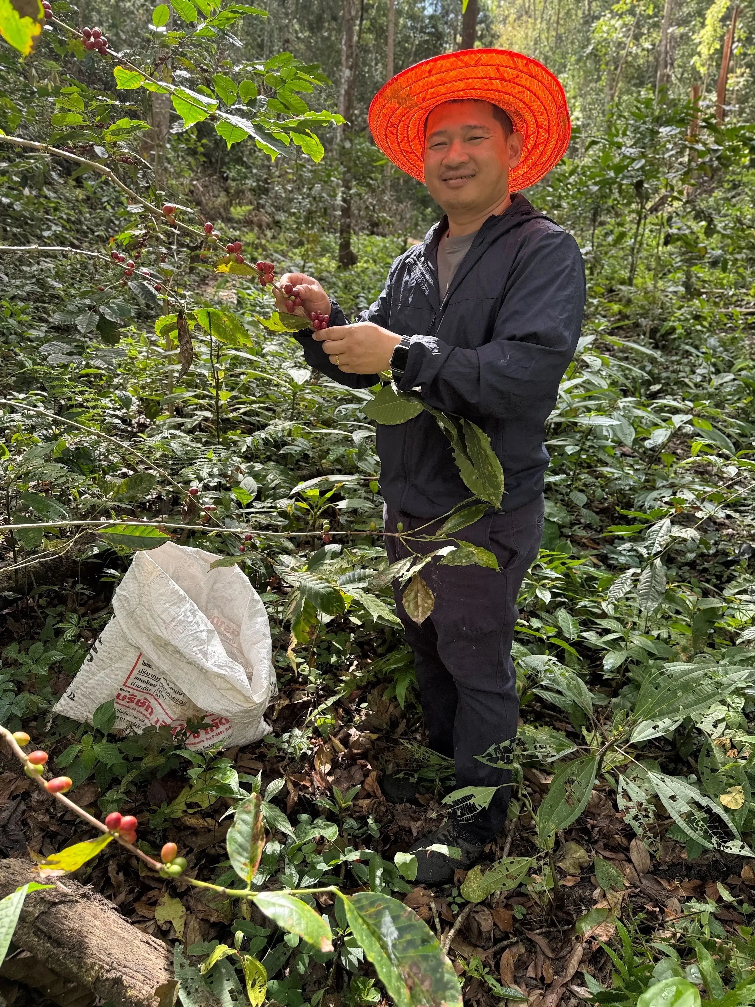 Person in a coffee plantation holding coffee cherries and a bag, wearing an orange hat.