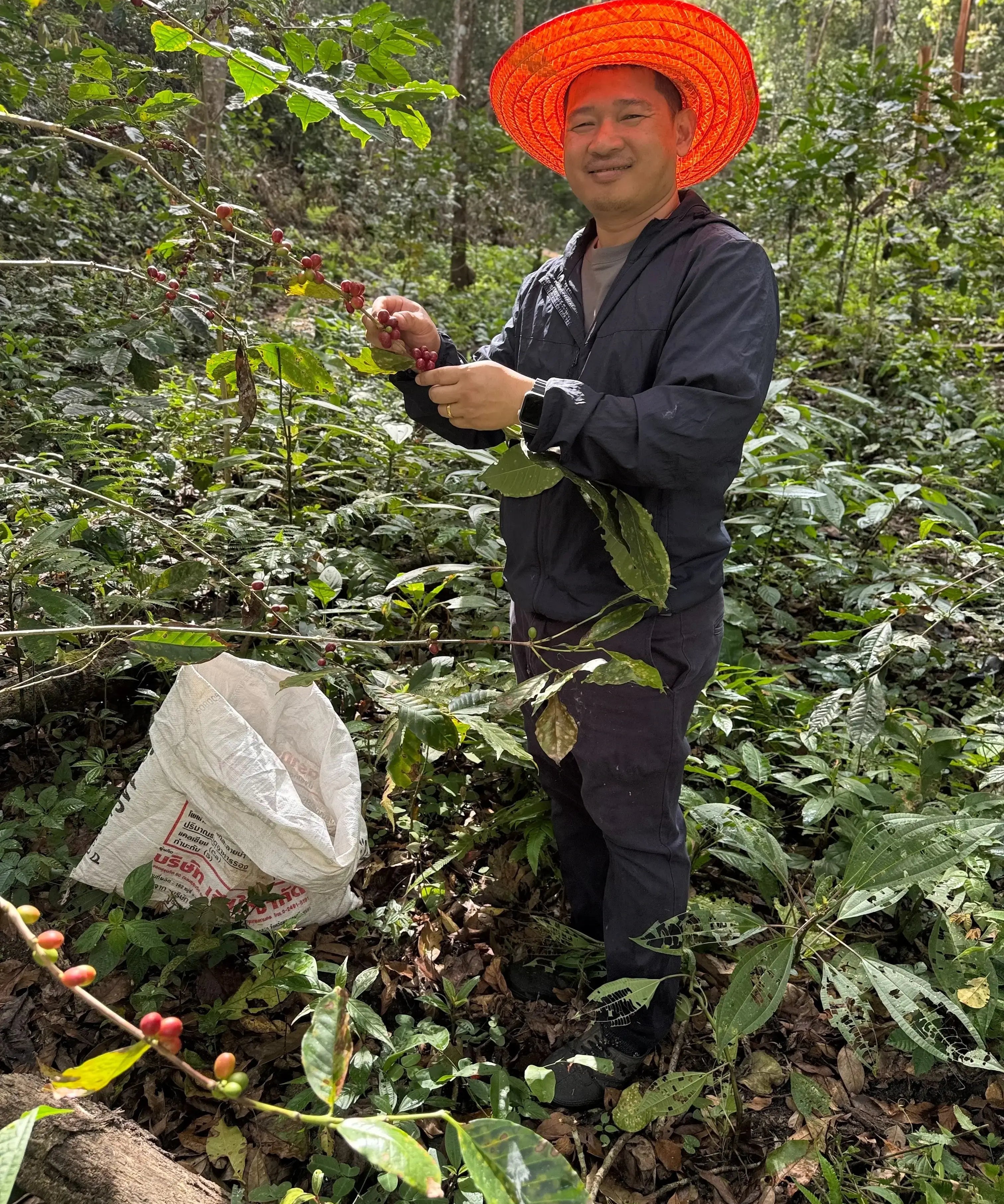 Person in a coffee plantation holding coffee cherries and a bag, wearing an orange hat.